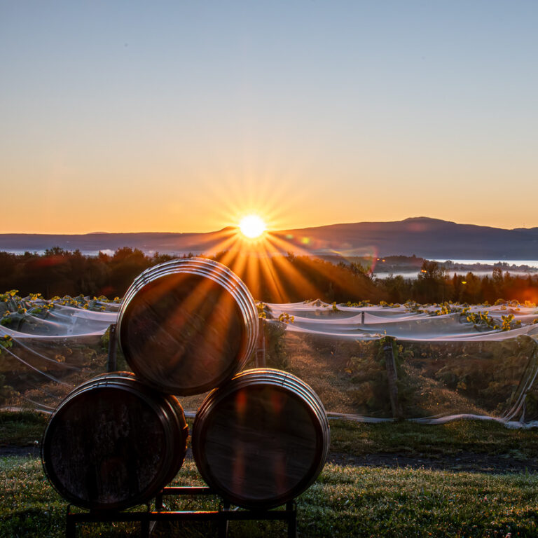 Vignoble Courville _5